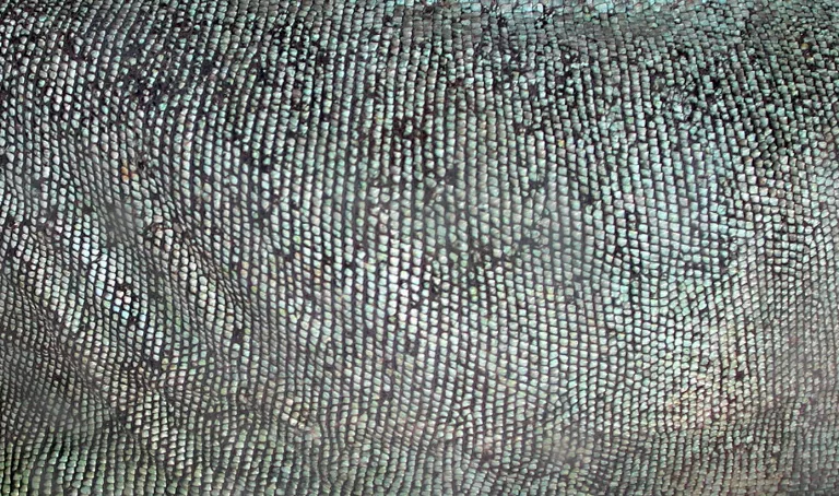 Iguana main texture preview