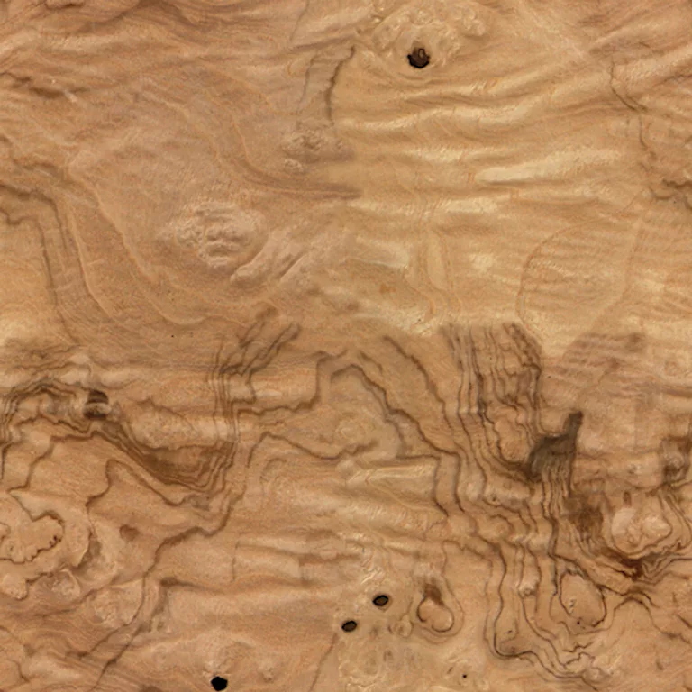 Wood Burled Olive Ash Pxr128 Cc By By Pixar main texture preview