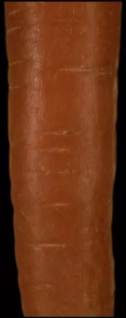 Carrot main texture preview