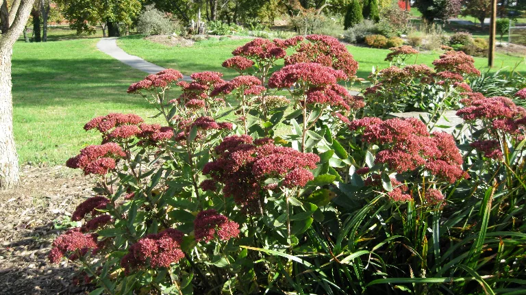 Source Photofor English Garden Flowers texture preview