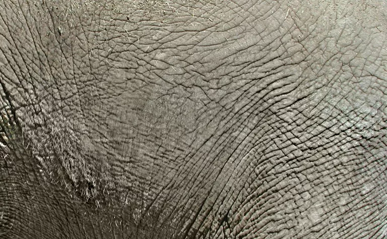 Elephant main texture preview