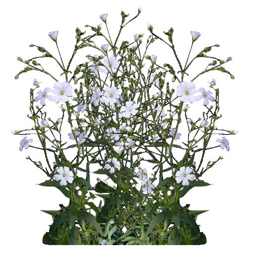 Babys Breath texture preview