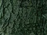 S S Bark5 main texture preview