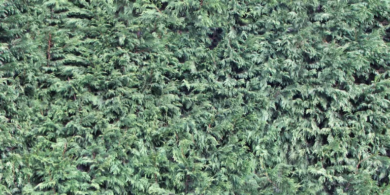 Foliage Ferns main texture preview