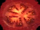 S S Tomatoe main texture preview