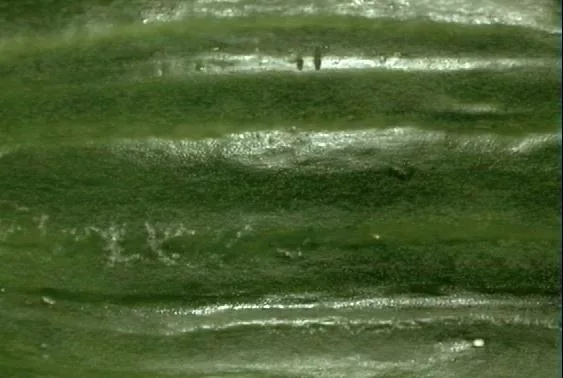 Cuke1 main texture preview