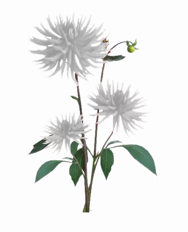 Jacey White Dahila Plant Texture main texture preview