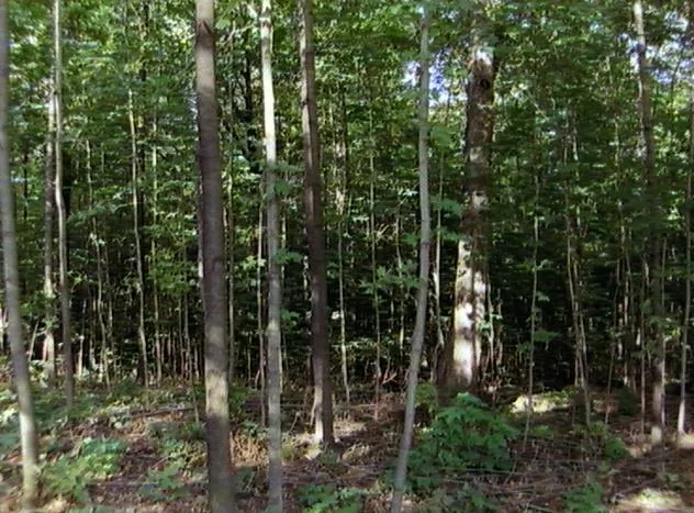 Maples main texture preview