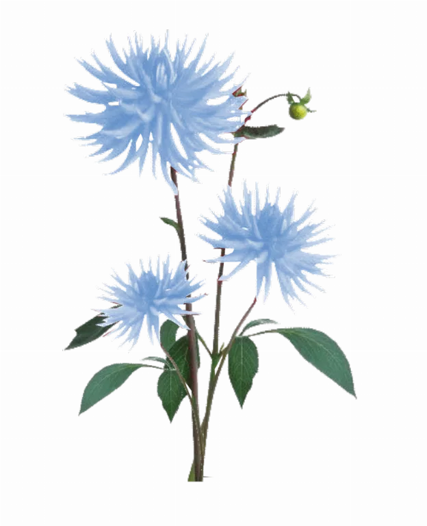 Jacey Blue Dahila Plant Texture main texture preview