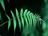 S S Plants2 main texture preview