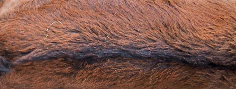 Goat1 main texture preview