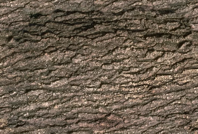 Barkdrk main texture preview