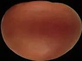 S S Tomato3 main texture preview