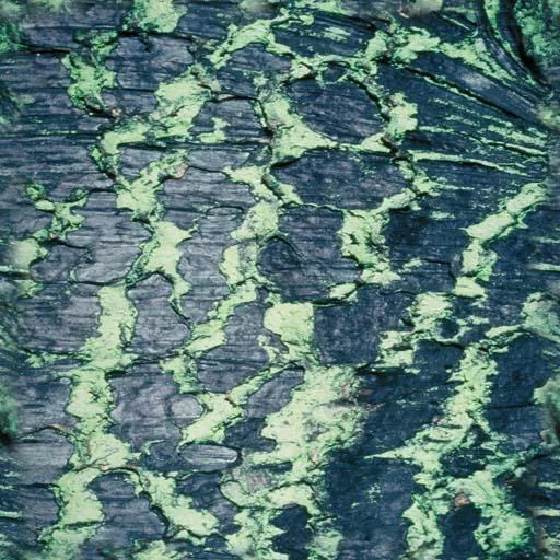 Bark063 main texture preview