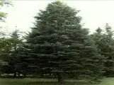S S Pine1 main texture preview