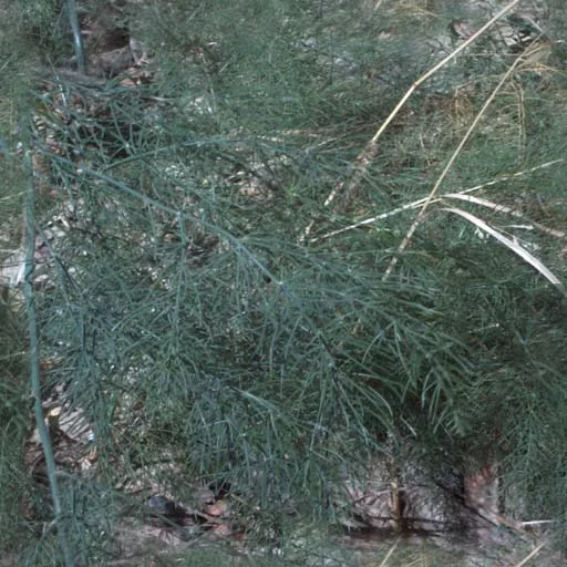 Nature001 main texture preview