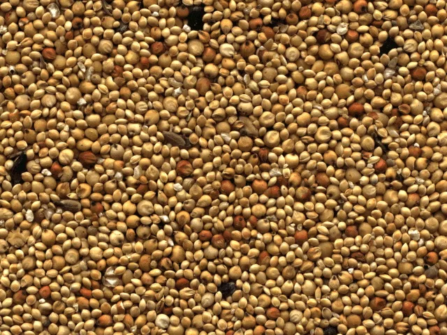 Birdseed main texture preview