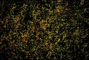 Grass main texture preview