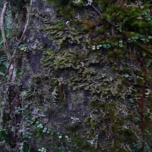 Dark Bark main texture preview
