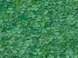 S S Clover1 main texture preview